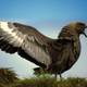 Illustration for article titled Skuas Are Cool